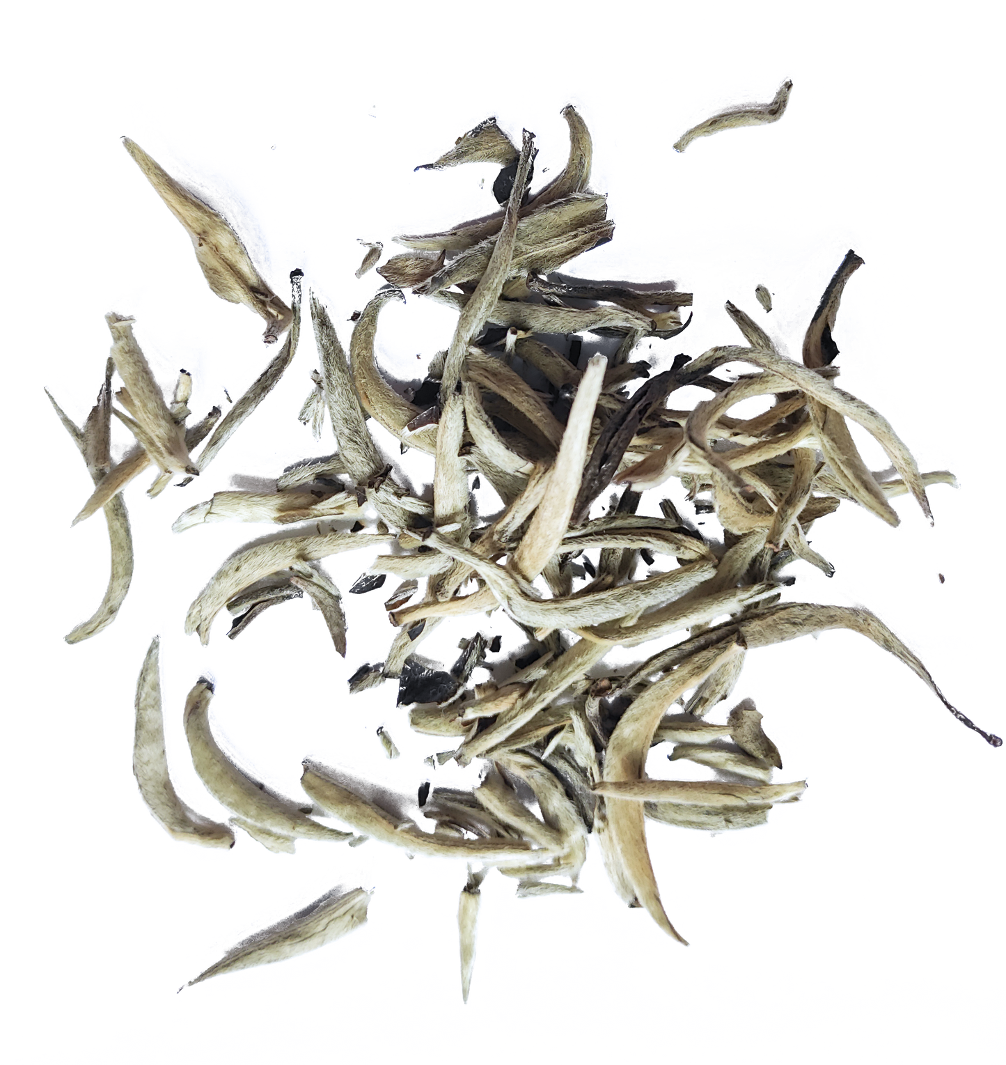 SILVER NEEDLE